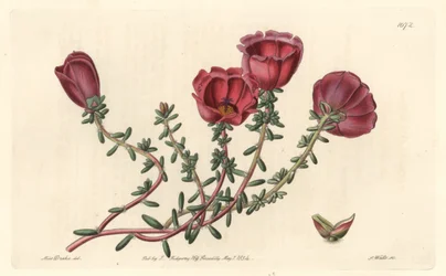 Pourpier à grandes fleurs ou chevalier de onze heures, originaire du Chili - Eau-forte par S. Watts d