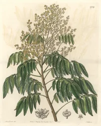 Longanier, originaire de Chine - Gravure par S. Watts d