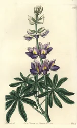 Lupin - Lupinus changeant, Lupinus mutabilis. Gravure sur cuivre coloriée à la main par S. Watts d