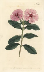 Pervenche de Madagascar - Catharanthus roseus
