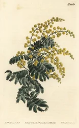 Mimosa pubescent