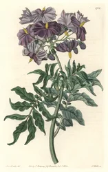 Morelle (Solanum), originaire du Chili (illustration de Sarah Anne Drake)