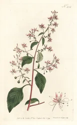 Fleur de moustique ou lopezia mexicaine (illustration de Sydenham Edwards, gravure de Sansom)