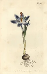 Crocus des montagnes