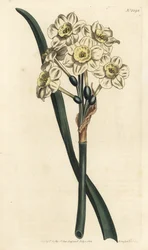 Narcisse en bouquet - Narcisse à fleurs groupées, Narcissus tazetta (Narcisse de jardin à coupe pâle; Narcissus orientalis) - Gravure à la main en cuivre par F. Sansom Jr. d