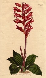Orchidée neottie à fleur givrée, couleur rose et cramoisi, originaire de la Jamaïque