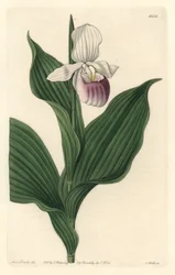 Orchidée, Cypripède Royal (illustration de Sarah Anne Drake)