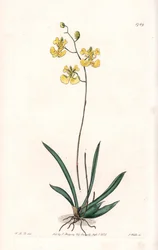 Orchidée : variété Tolumnia guianensis, endémique d
