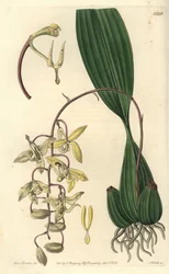 Orchidée Cirrhaea - Cirrhaea loddigesii