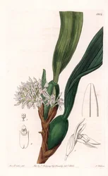 Orchidée : variété de maxillaria, originaire d