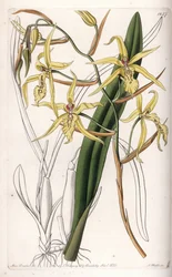 Orchidée : variété de miltonia ou milt