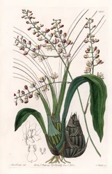 Orchidée : variété de eulophia - Gravure par S. Watts d