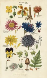 Ordres de fleurs : Siliculosa, Seliquosa, Polygamia, Monogamia, Filicus, Fungi, etc.
