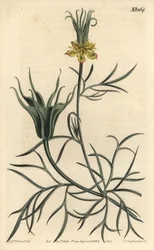 Nigelle orientale