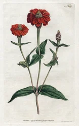 Zinnia péruvienne ou bresine - Lithographie de Sydenham Edwards, du Botanical Magazine de William Curtis
