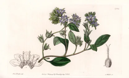 Phacelia, endémique de Californie - Gravé par S. Watts, d
