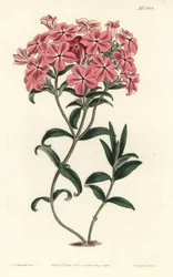 Phlox de la Caroline