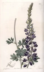 Lupin pourpre variété