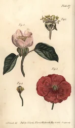 Fleur de coing, Cydonia oblonga, Icosandria