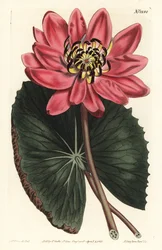 Lotus rouge, Nymphaea rubra