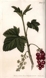 Groseille rouge