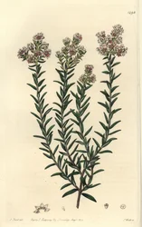 Soulangia rouge