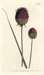 Ail à tête ronde