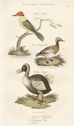Martin-pêcheur sacré, Garganey et Dodo