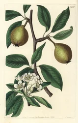 Poire à feuilles de sauge - Pyrus salviifolia