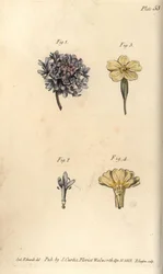 Fleur de scabieuse, Scabiosa atropurpurea, Tetrandria