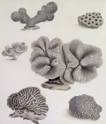 Coquillages et flore marine