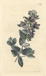 Germandrée arbustive, Teucrium fruticans