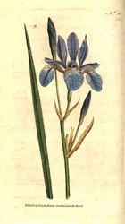 Iris de Sibérie - Iris sibirica