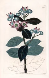 Pommier de Sodome ou arbre à soie - Gravure de S. Watts, d
