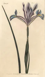 Iris d