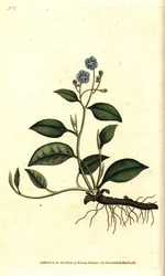 Omphalodes printanière ou petite bourrache - Omphalodes verna