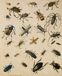 Études d