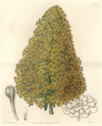 Plante succulente, fleur d
