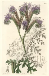 Phacélie à feuilles de tanaisie, originaire de Californie - Gravure par S. Watts d