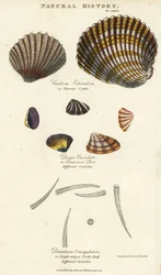 Bucarde épineuse, Cardium echinatum, purr tronqué, Donax crenulata, et dentale à huit côtes, Dentalium octangulatum. Gravure sur cuivre coloriée à la main d
