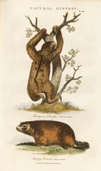 Paresseux à trois doigts et marmotte des Alpes