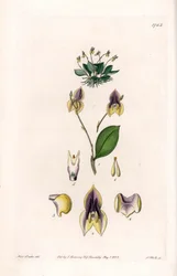 Lepanthe à trois dents