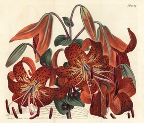Lys tigré - Lys tigré, Lilium lancifolium (Lys chinois tacheté de tigre, Lilium tigrinum). Gravure sur cuivre coloriée à la main par F. Sansom Jr. d