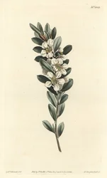 Arbre à thé ou myrte australien