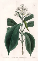 Turpinia Variete - du Botanical Register de Sydenham Edwards
