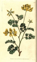 Coronille de Valence