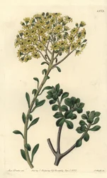 Variété de joubarb - Sempervivum villosum