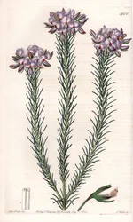 Variété de gompholobium (famille des légumineuses), native d