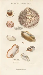 Diverses coquilles d
