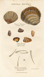 Diverses espèces de coquillages